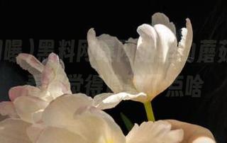 黑料网曝网站里的蘑菇，怎么看都觉得隐藏了点啥